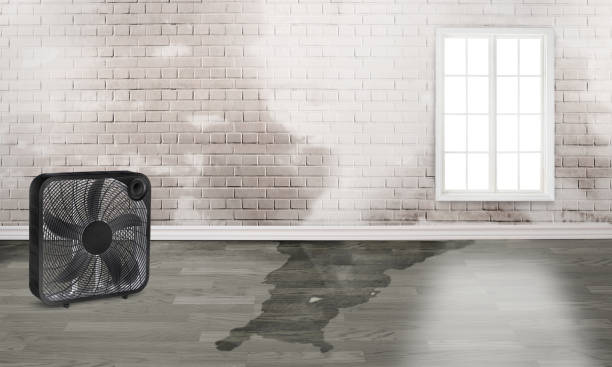 Best Water damage contractors near me  in , LA